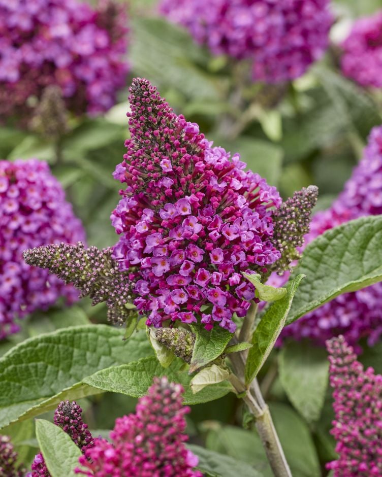 <i>Buddleja</i> <i>davidii</i> [<span style="font-variant: small-caps;">Little Rockstars Red</span>] ('Botex 009') (Little Rockstars Series)