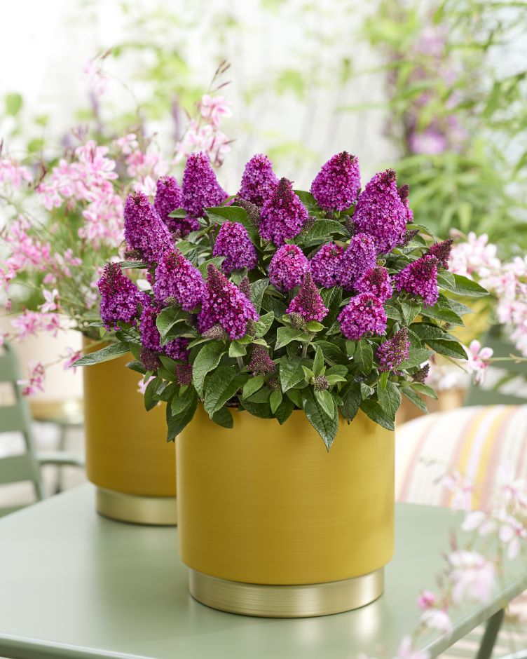 <i>Buddleja</i> <i>davidii</i> [<span style="font-variant: small-caps;">Little Rockstars Red</span>] ('Botex 009') (Little Rockstars Series)