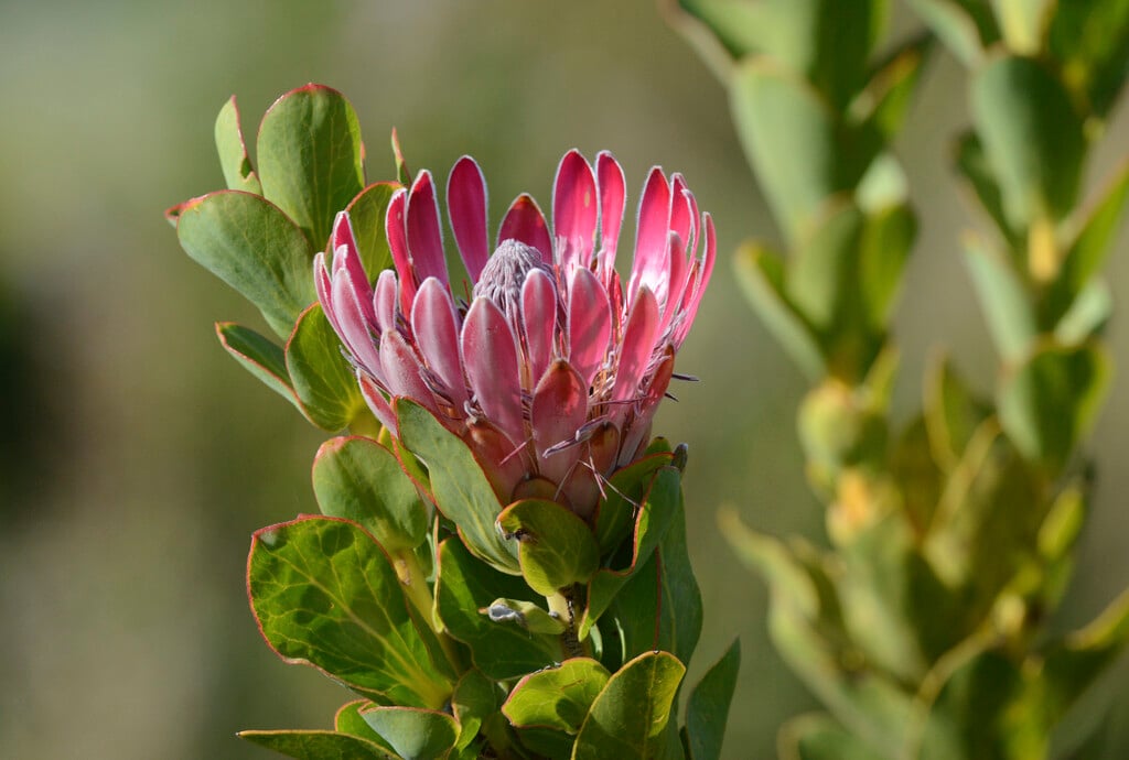 Bot River protea
