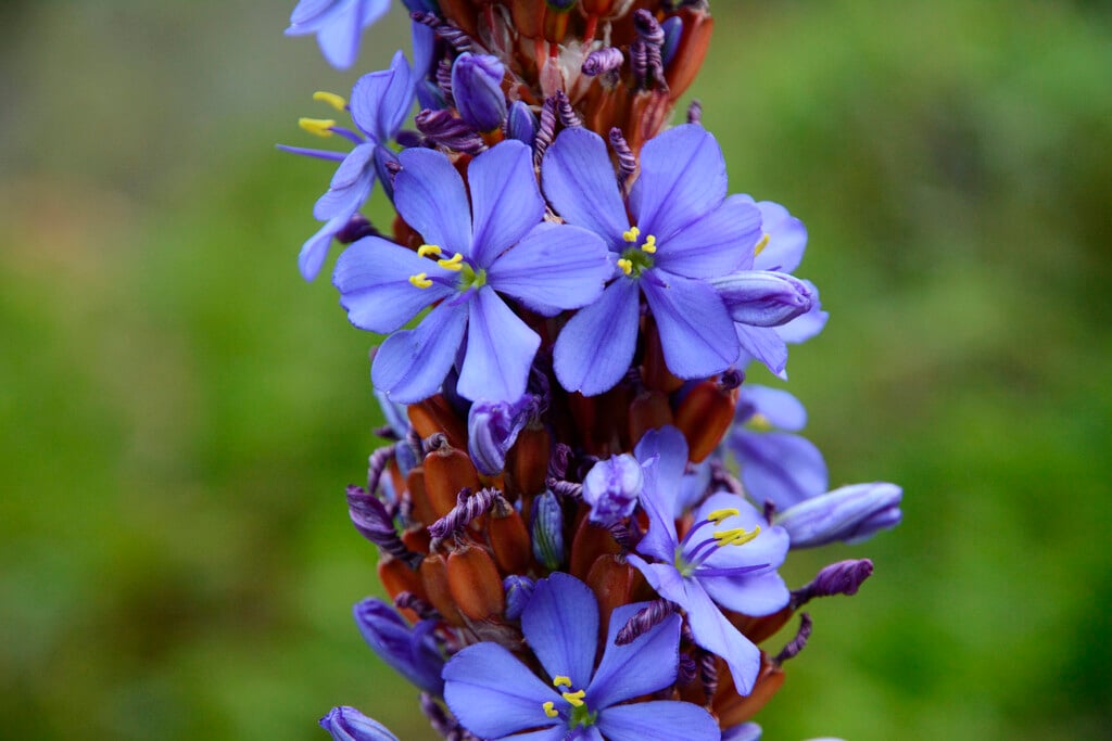 great blue flower-rod