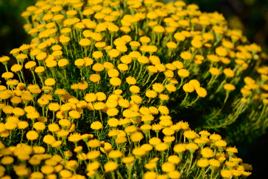 shrub goldilocks