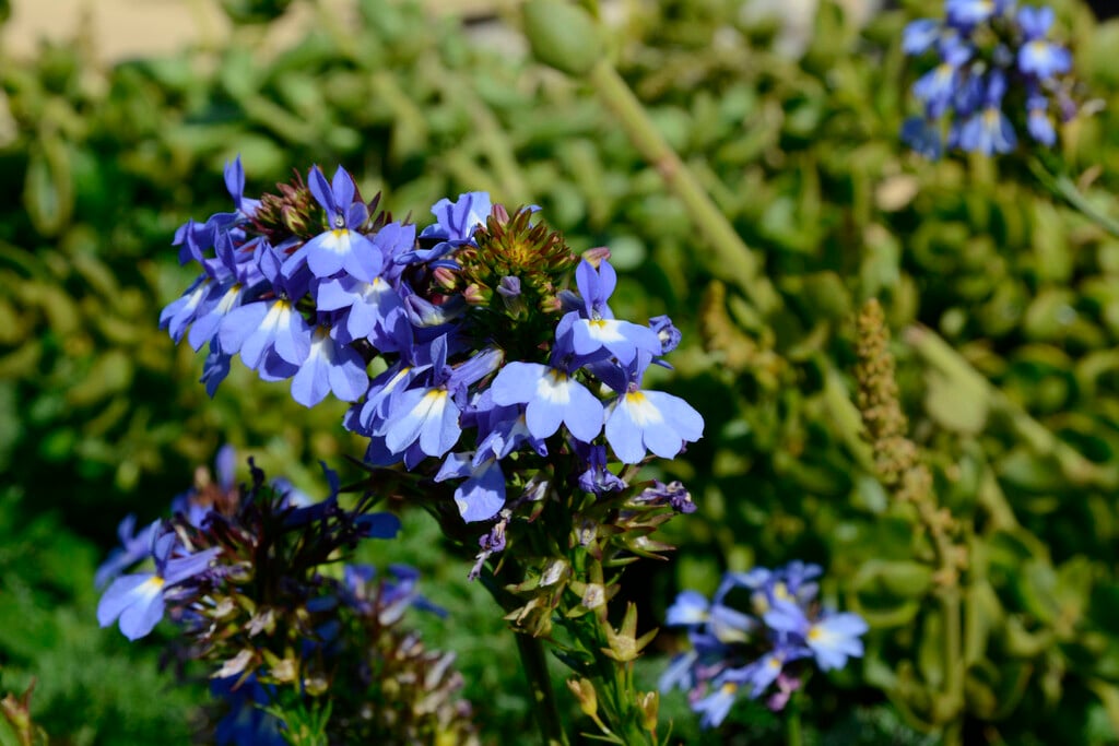 <i>Lobelia</i> <i>valida</i> 'Delft Blue'