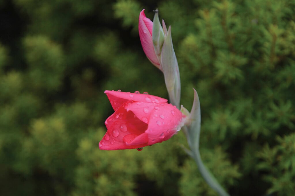 cliff sword lily