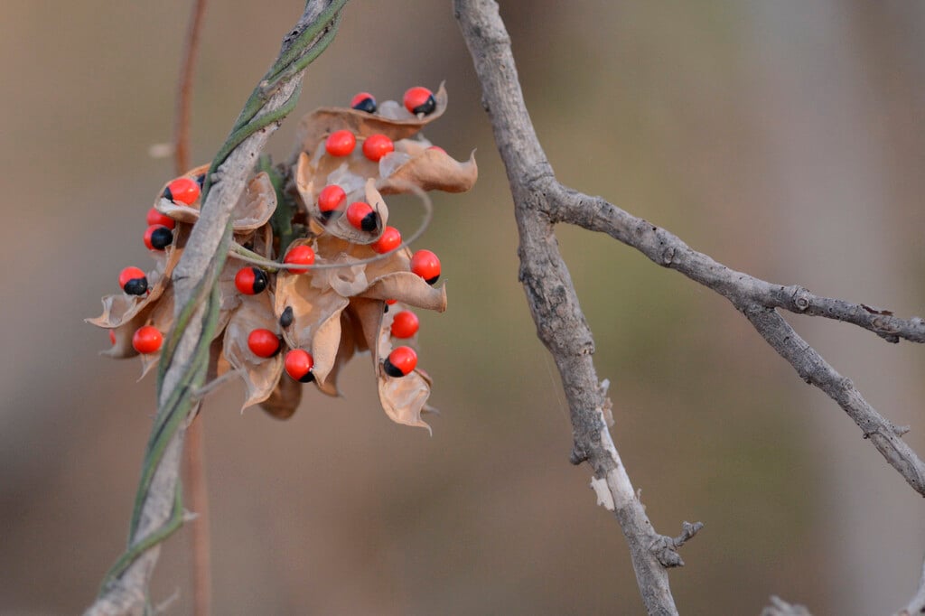 coral bead plant