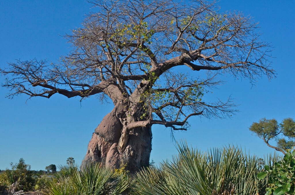 baobab