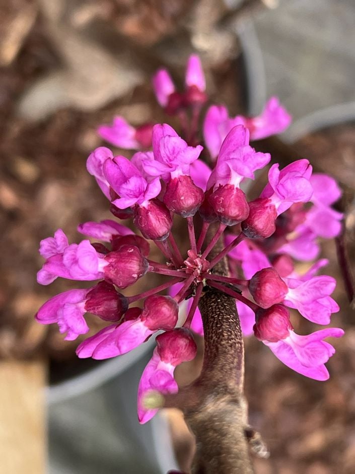 <i>Cercis</i> <i>griffithii</i> [<span style="font-variant: small-caps;">Blue Lagoon</span>] ('Rafmar 1')