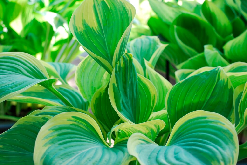 plantain lily 'Clifford's Forest Fire'
