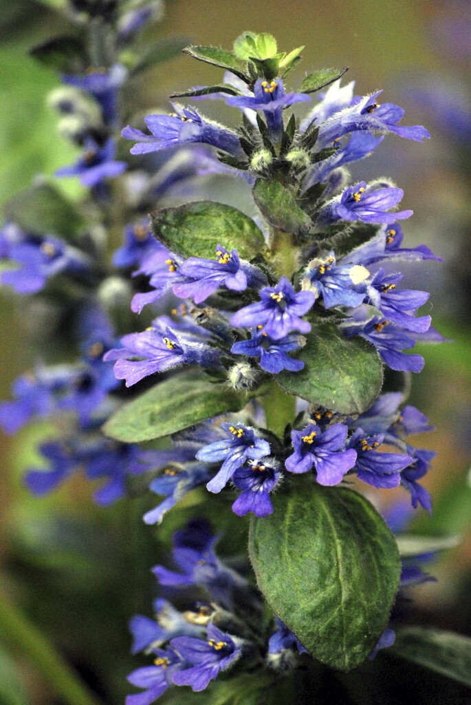 bugle 'Catlin's Giant'