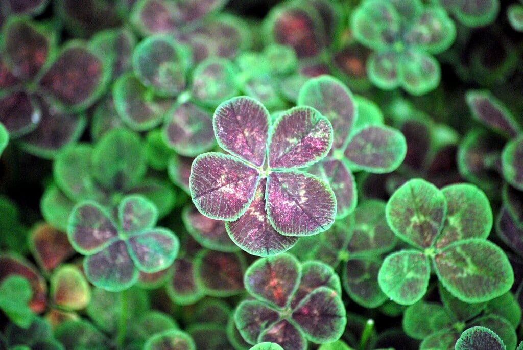 <i>Trifolium</i> <i>repens</i> 'Quinquefolium'