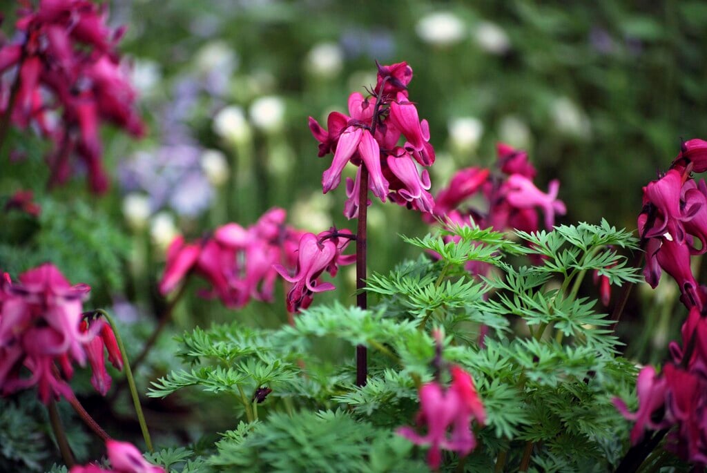 <em>Dicentra</em> 'Red Fountain'<sup>PBR</sup>
