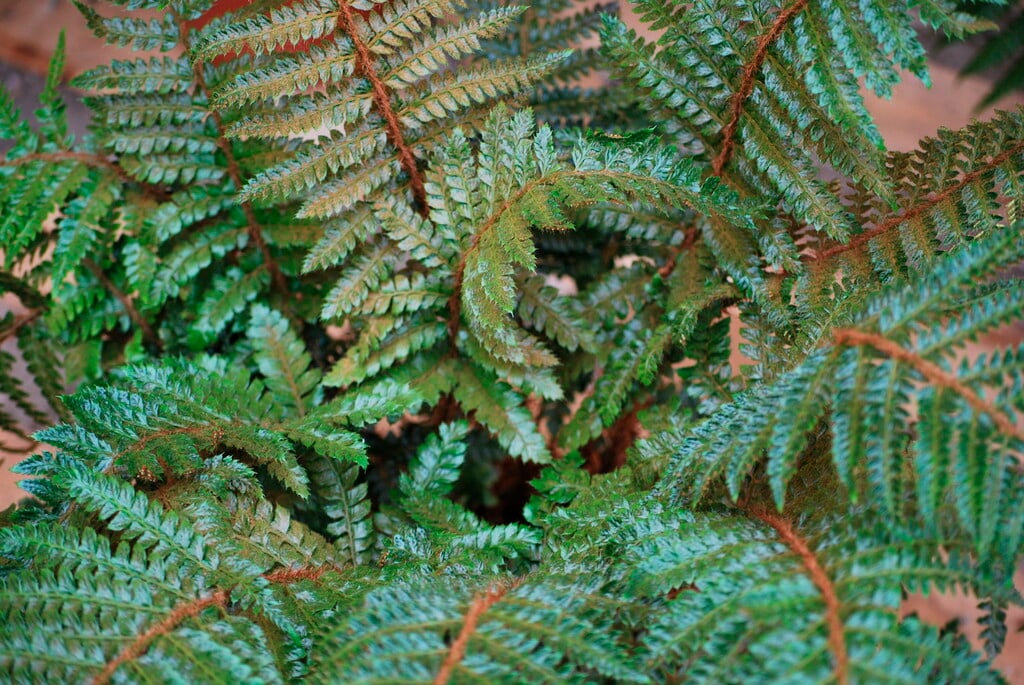 scaly male fern Crispa Group