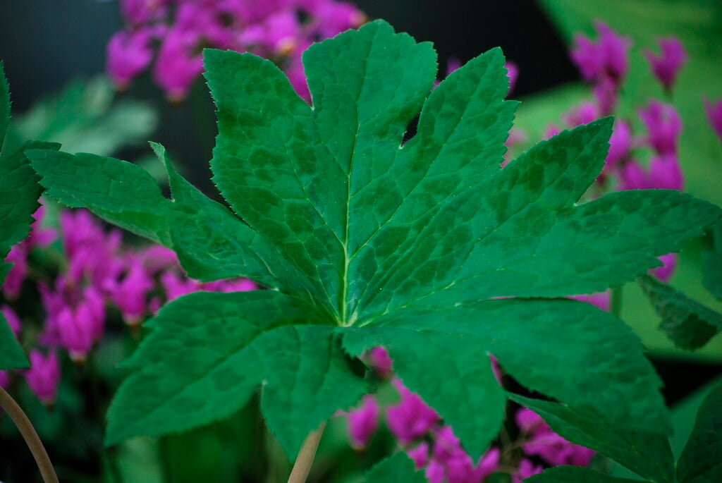 Himalayan may apple