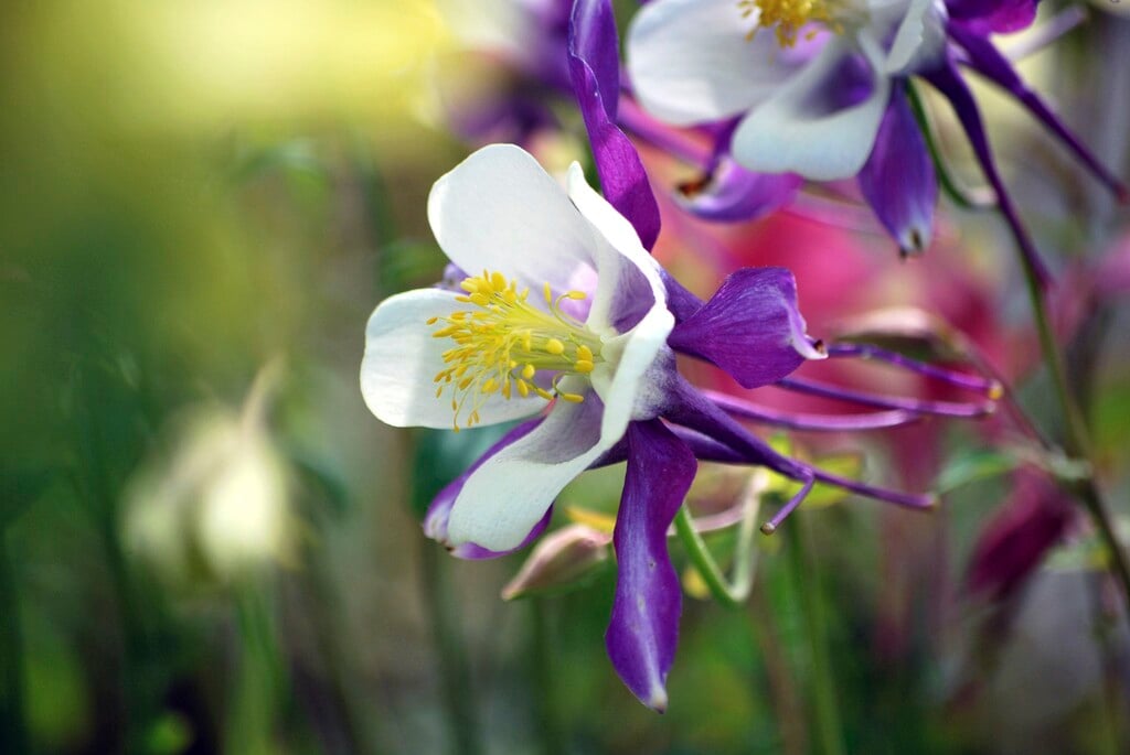 columbine McKana Group