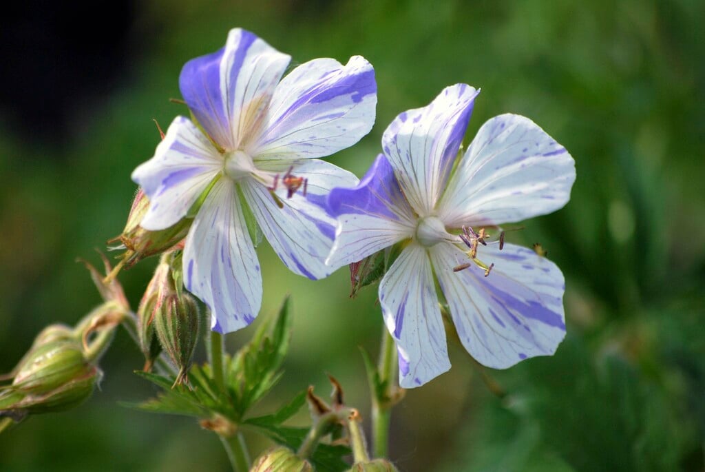 meadow cranesbill 'Striatum'