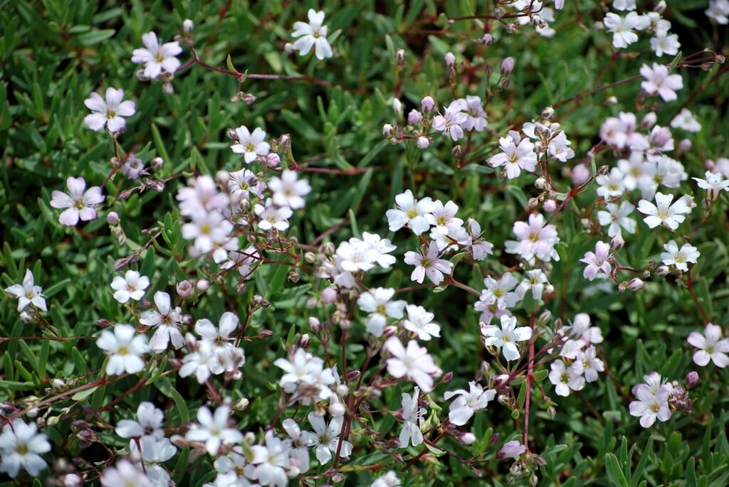 white-flowered baby's breath