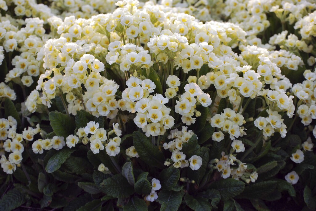primrose 'Dawn Ansell'