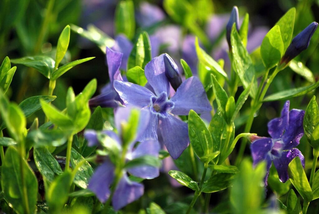 lesser periwinkle 'Alba Variegata'