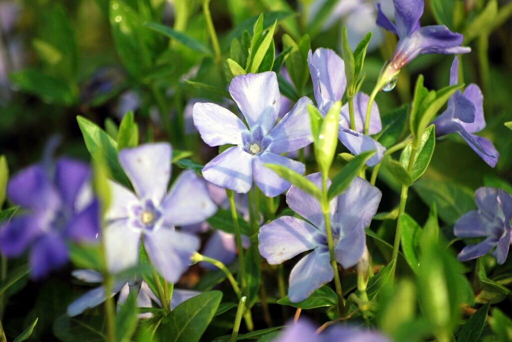 lesser periwinkle 'Bowles's Variety'