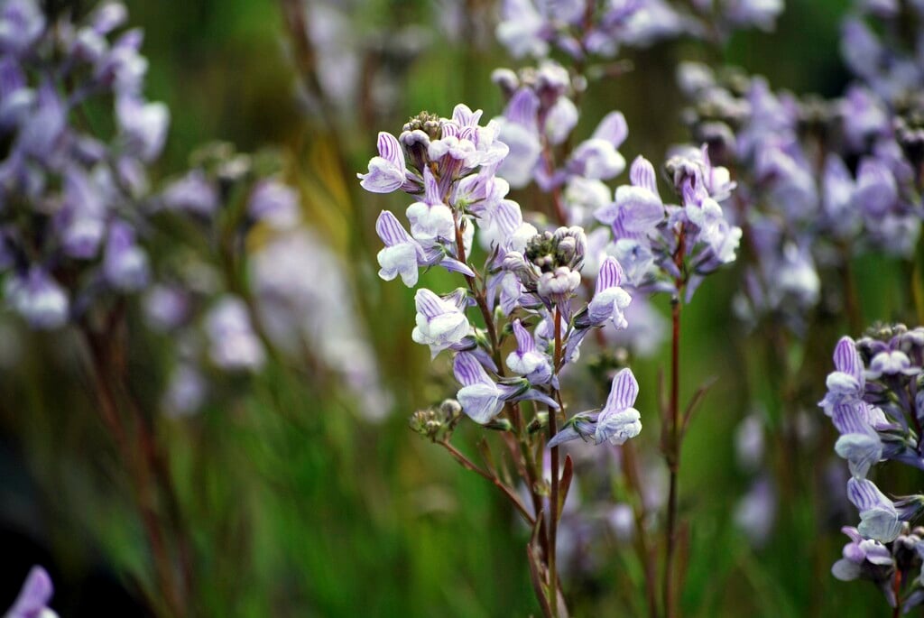 <i>Linaria</i> <i>anticaria</i> 'Antique Silver'