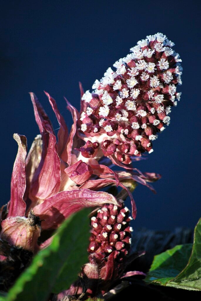 white butterbur