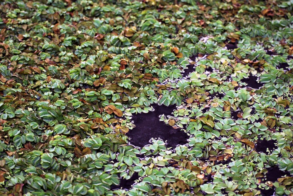 <i>Salvinia</i> <i>natans</i>