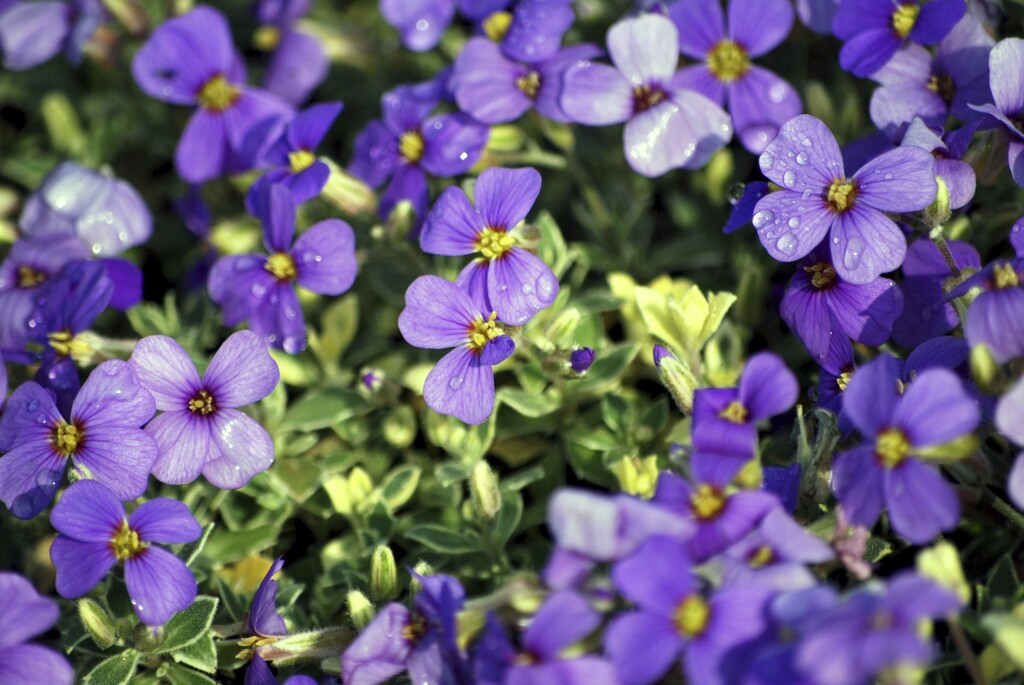 aubrieta 'Argenteovariegata'