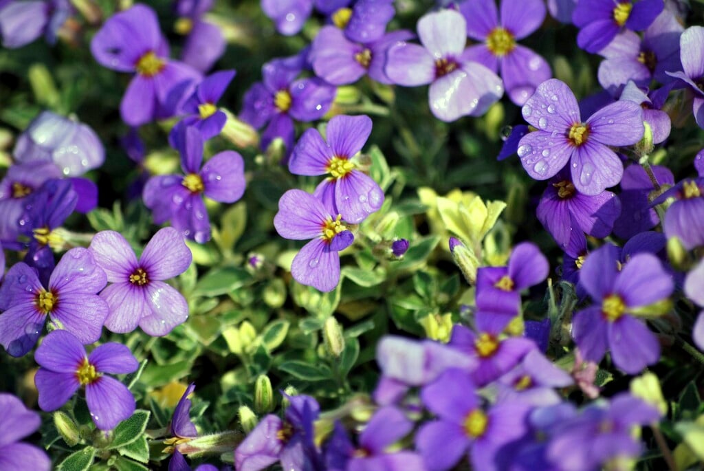 aubrieta 'Argenteovariegata'