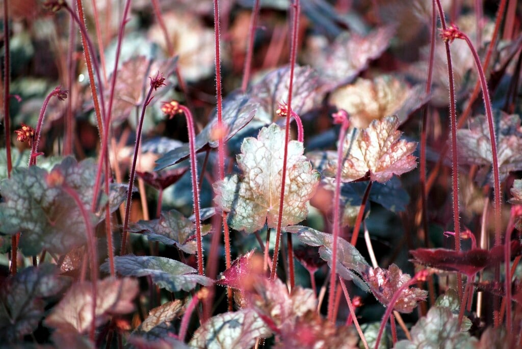 alum root 'Pewter Moon'