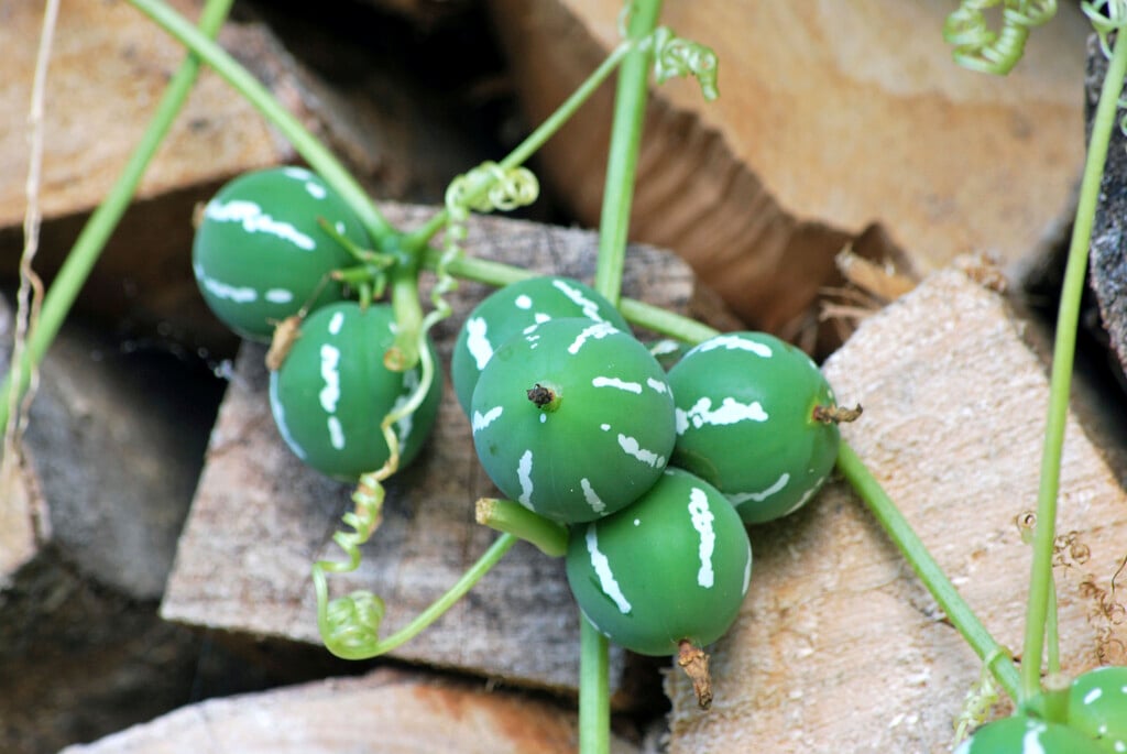 <i>Diplocyclos</i> <i>palmatus</i>