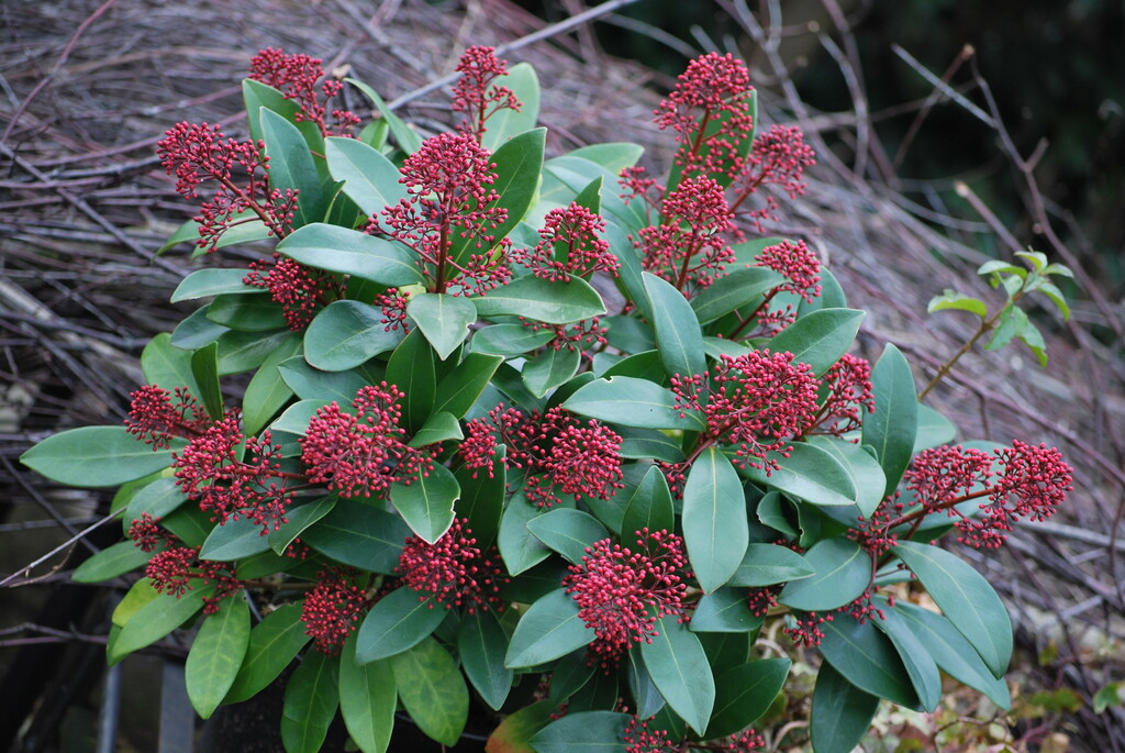 Japanese skimmia
