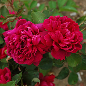 rose 'Comtesse O'Gorman'
