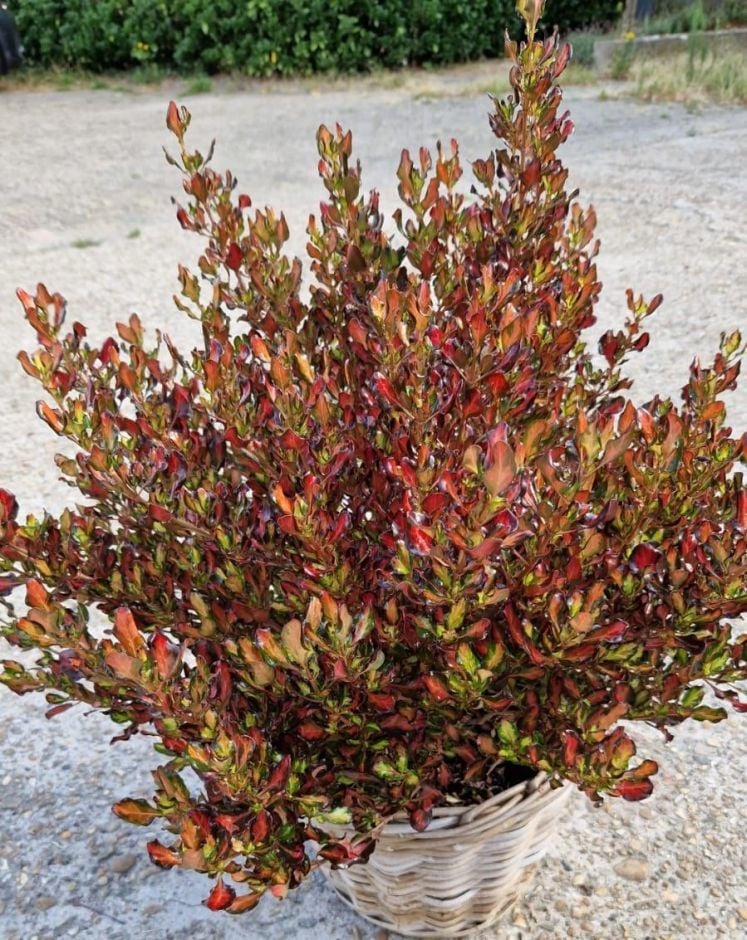<i>Coprosma</i> <i>repens</i> 'Copcon'