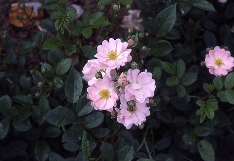 rose 'Coral Cluster'