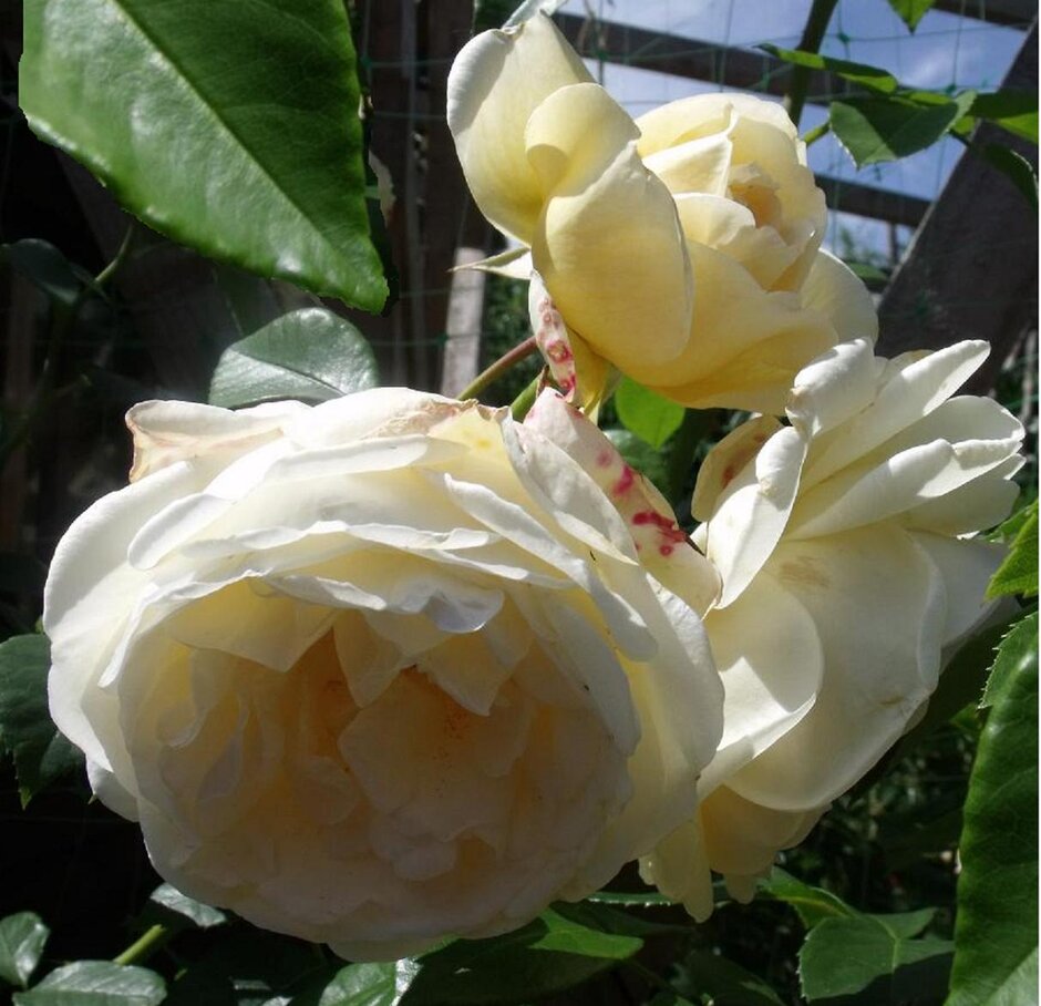 <i>Rosa</i> 'Creme' (S)