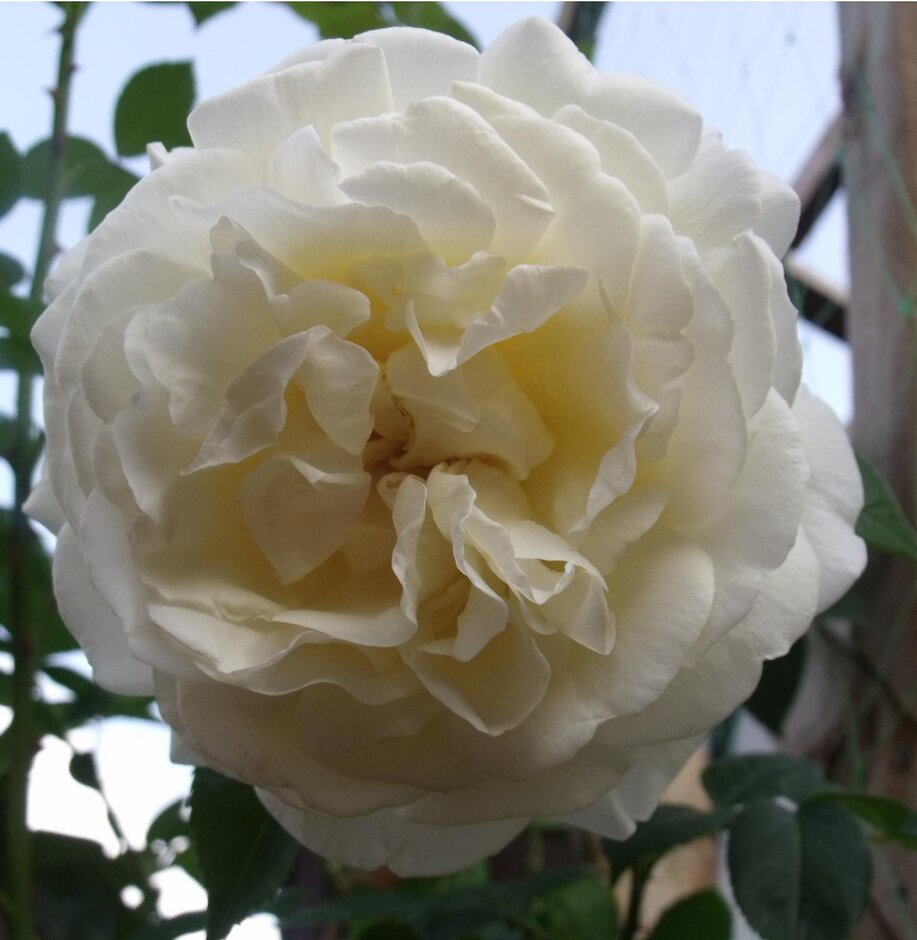 <i>Rosa</i> 'Creme' (S)