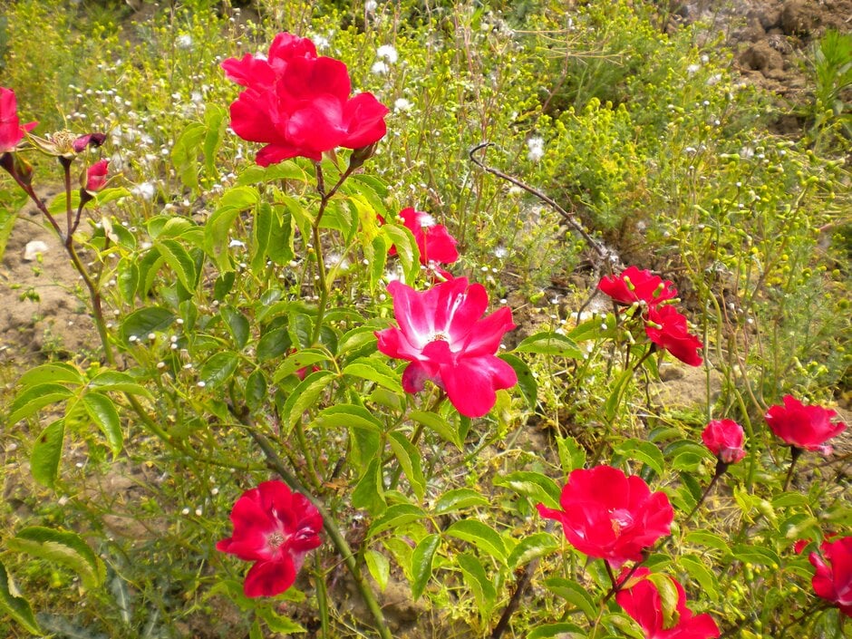 rose 'Crimson Conquest'