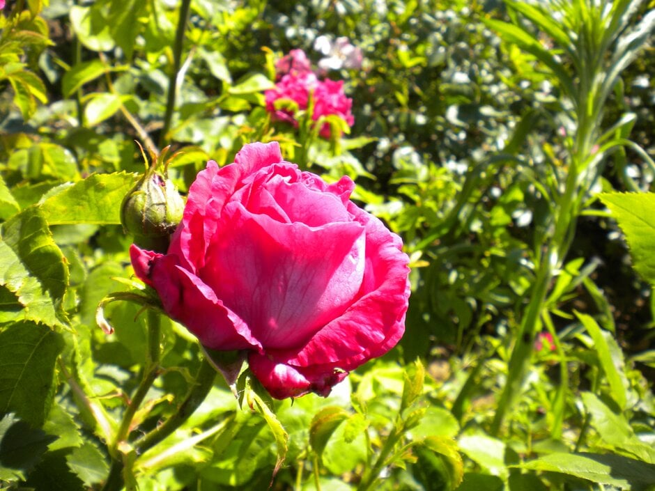rose 'Crimson Globe'