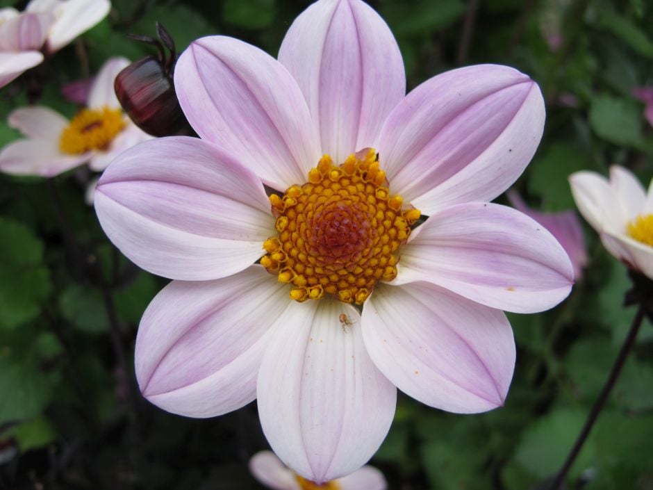 Dahlia Happy Single Princess ('HS Princess'PBR) (Happy Single Series) (Sin)