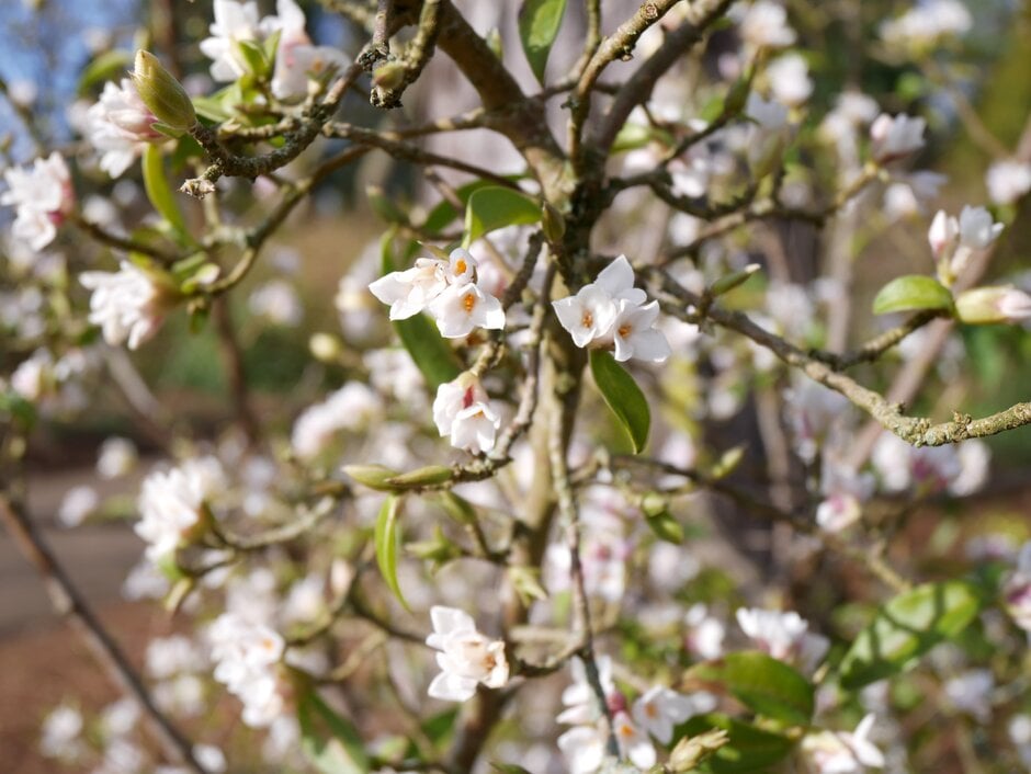 <i>Daphne</i> <i>kiusiana</i>