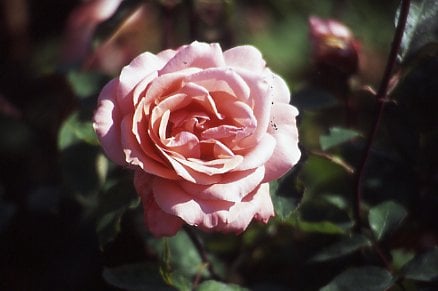 rose [Dave Hessayon]