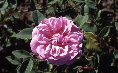 rose 'Deschamps'