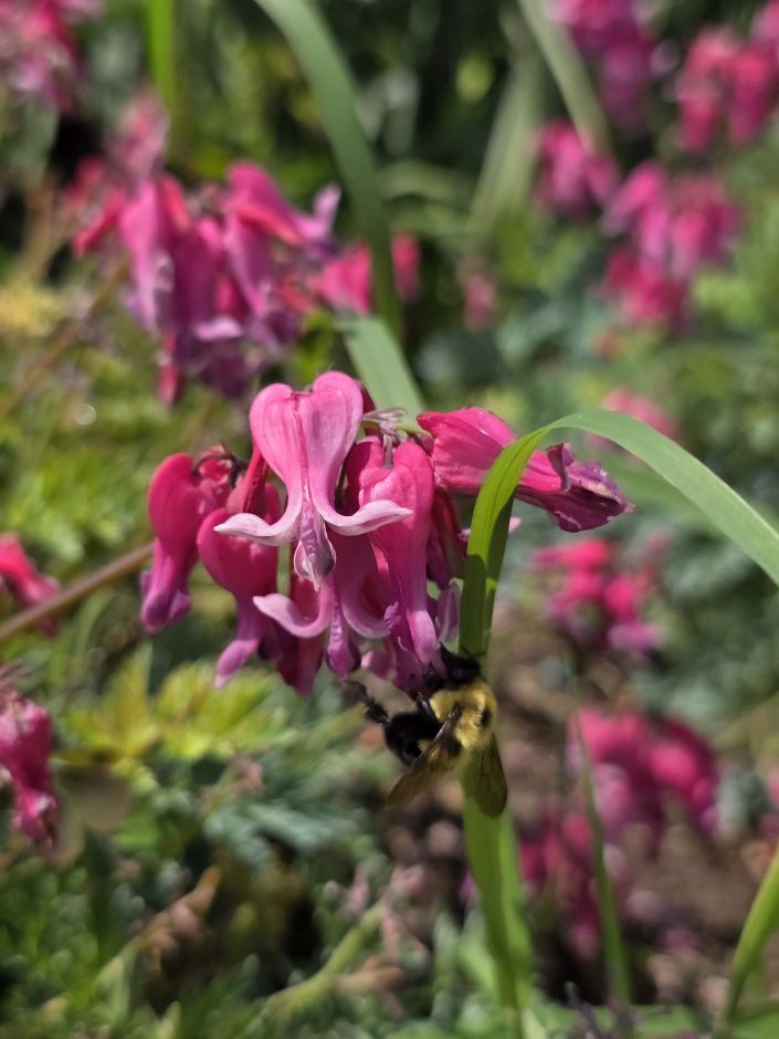 <i>Dicentra</i> 'Passion Hearts'
