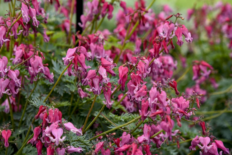 <i>Dicentra</i> 'Passion Hearts'