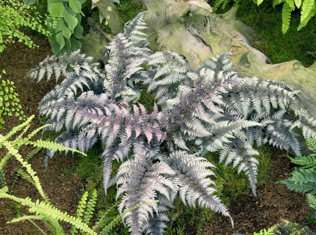 painted lady fern 'Burgundy Lace'