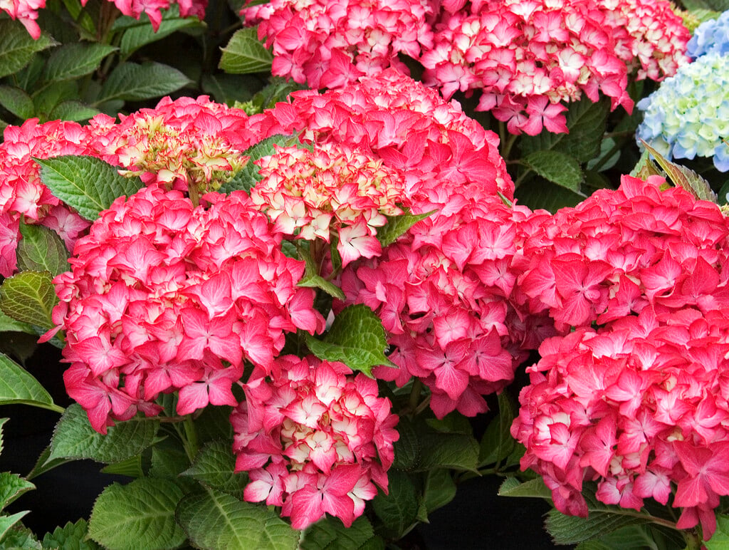 <i>Hydrangea</i> <i>macrophylla</i> 'Selma' (Dutch Ladies Series) (L)
