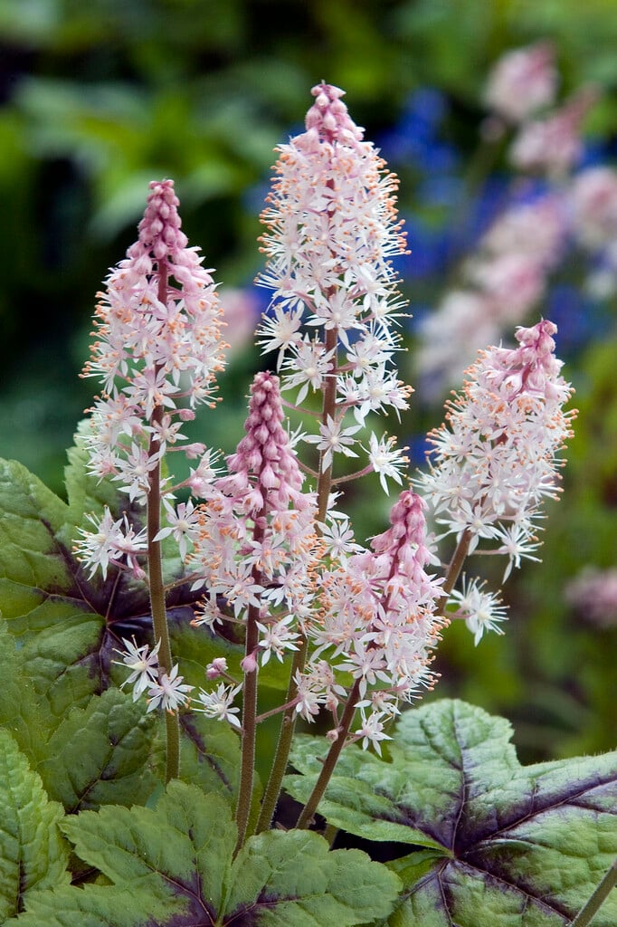 foam flower 'Braveheart'