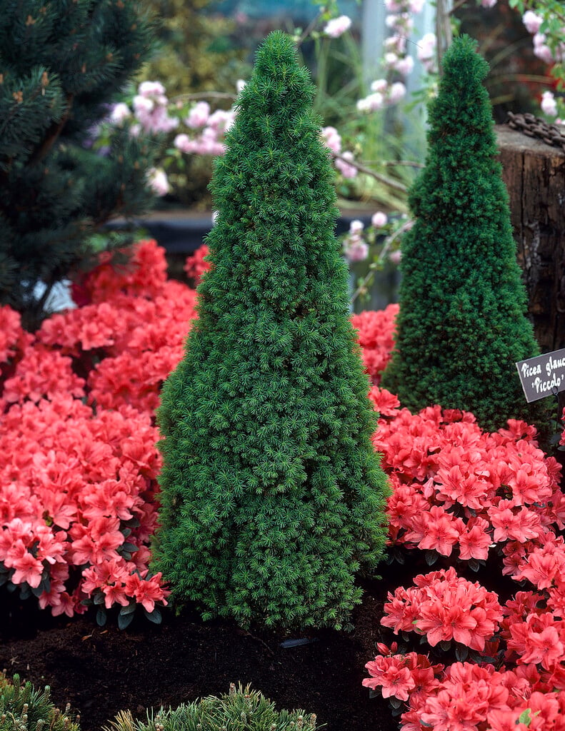 <i>Picea</i> <i>glauca</i> var. <i>albertiana</i> 'Piccolo'