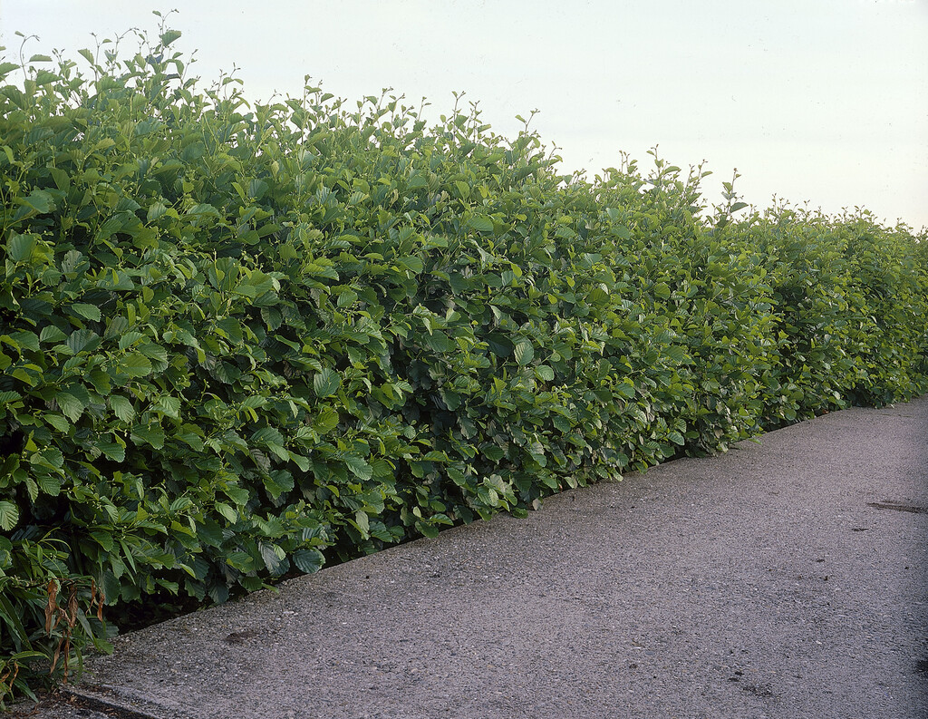 common alder