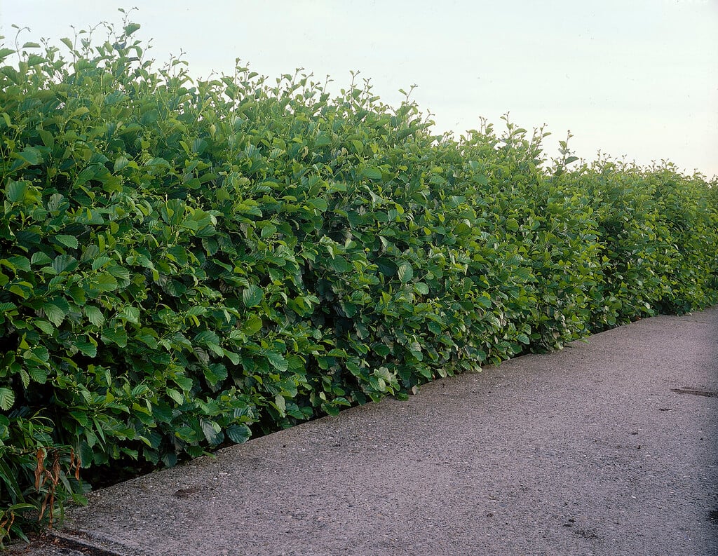 common alder