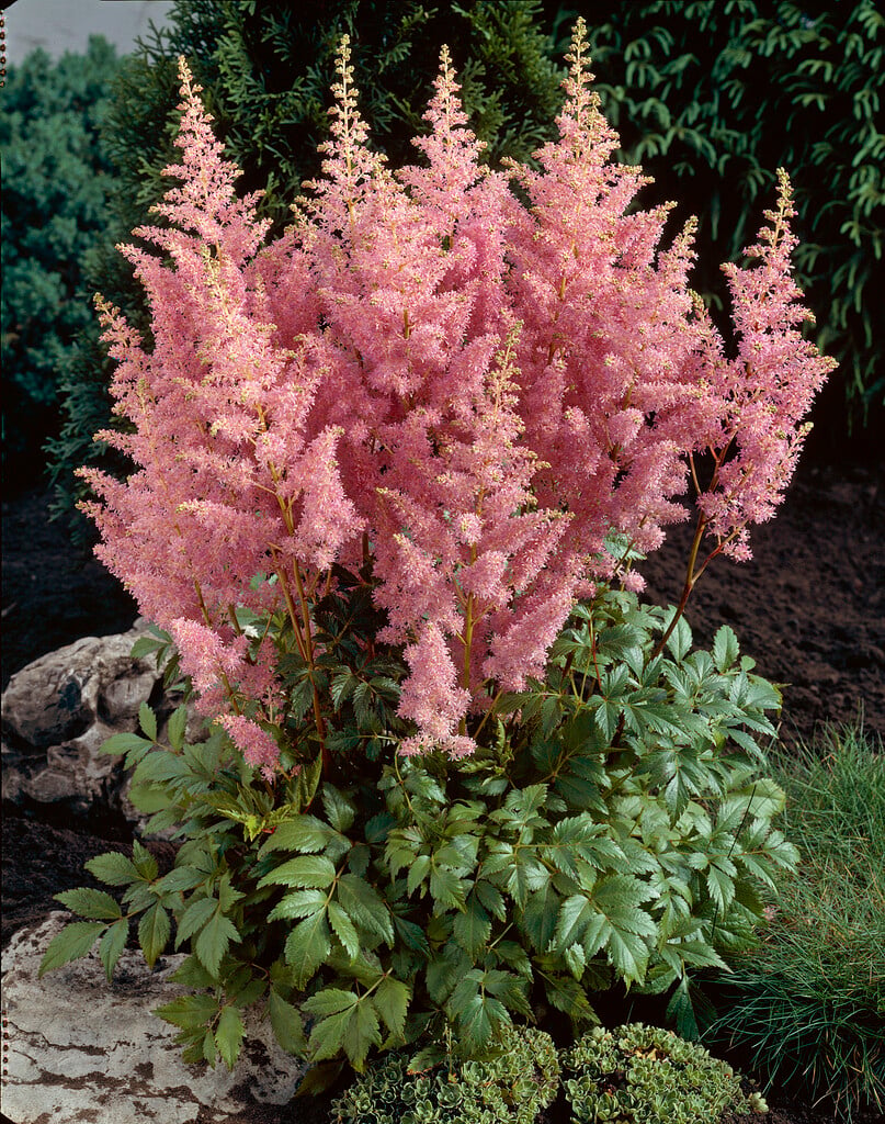 astilbe 'Amerika'